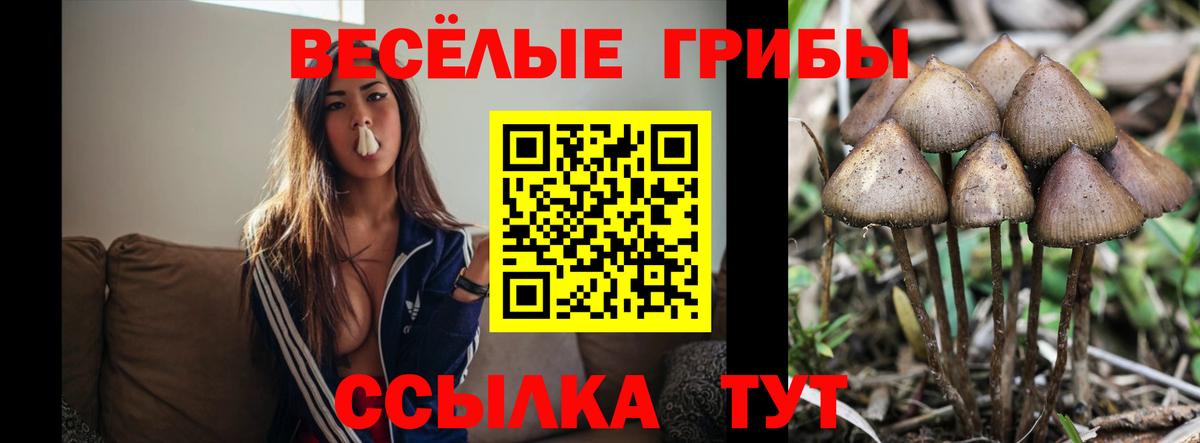 Мончегорск  Псилоцибиновые грибы мицелий  Псилоцибиновые грибы MAGIC MUSHROOMS  Вход с VPN 